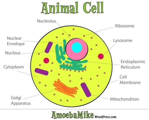 simple animal cell structure. The anatomy of an animal cell.