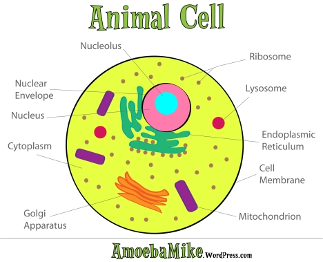 Cell-Animal