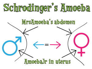 Schrodinger's Amoeba